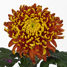 Chrysant sgl. Tom Pearce