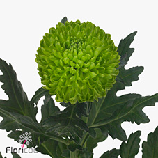 Chrysant sgl. Wasabi