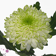 Chrysant sgl. zembla lime