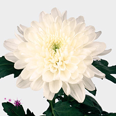 Chrysant sgl. zembla