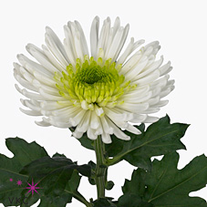 Chrysant sgl. Zivena
