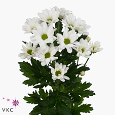 Chrysant spr. Alero