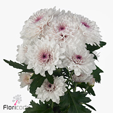 Chrysant spr. amalfi