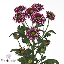 Chrysant spr. Amethyst