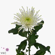Chrysant spr. anastasia white