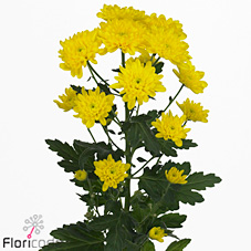 Chrysant spr. arlisa