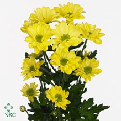 Chrysant spr. bacardi cream