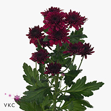 Chrysant spr. Barca