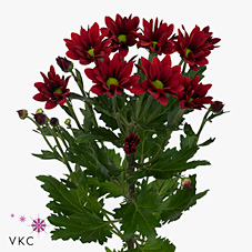 Chrysant spr. bontempi