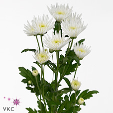 Chrysant spr. carolle