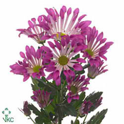 Chrysant spr. dance