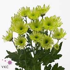 Chrysant spr. Delianne Green