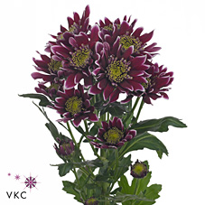 Chrysant spr. disco club
