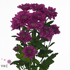 Chrysant spr. exopolis