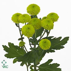 Chrysant spr. feeling green dark