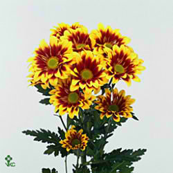 Chrysant spr. Flairisse