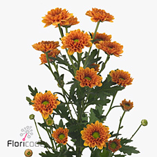 Chrysant spr. florange