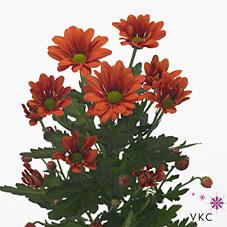 Chrysant spr. Francofone Orange