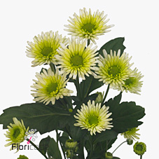 Chrysant spr. Fresh Mint