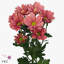 Chrysant spr. grand cherry