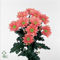 Chrysant spr. grand salmon