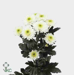 Chrysant spr. Ibis