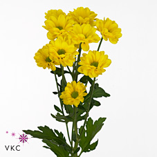 Chrysant spr. Jolina