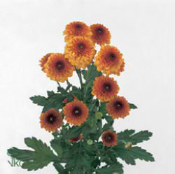 Chrysant spr. lexy