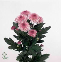 Chrysant spr. lollipop