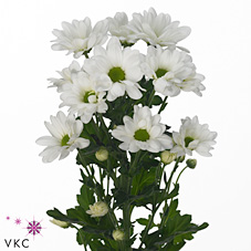Chrysant spr. Major Improved