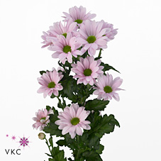 Chrysant spr. major pink