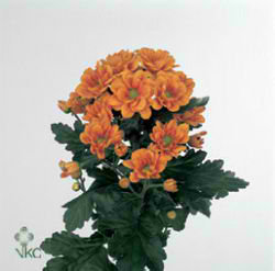 Chrysant spr. Managua Orange