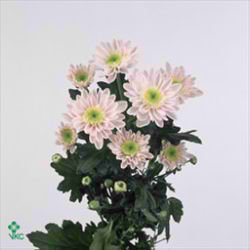 Chrysant spr. mona lisa pink