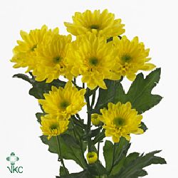 Chrysant spr. mona lisa sunny