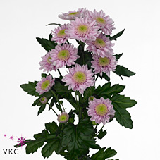 Chrysant spr. optimist