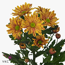 Chrysant spr. palette