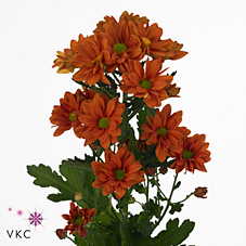 Chrysant spr. papaya