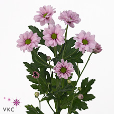 Chrysant spr. Potenza Pink