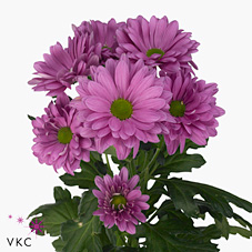 Chrysant SPR. Prada