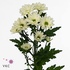 Chrysant spr. Prosecco