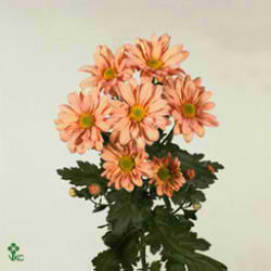 Chrysant spr. reagan salmon