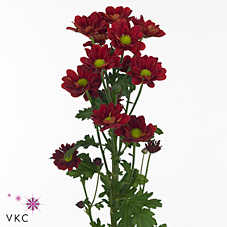 Chrysant spr. redstart