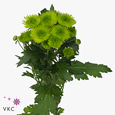 Chrysant spr. rhythm