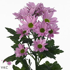 Chrysant spr. rihanna