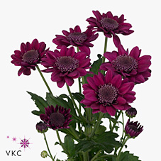 Chrysant spr. Robijn Dark