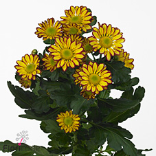 Chrysant spr. roma festa