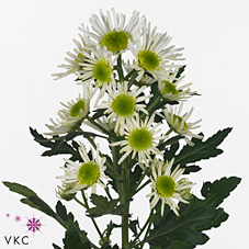 Chrysant spr. spinner