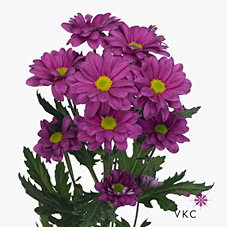 Chrysant spr. talitha