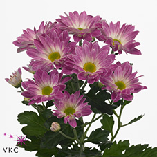 Chrysant spr. toshka