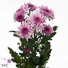 Chrysant spr. vip